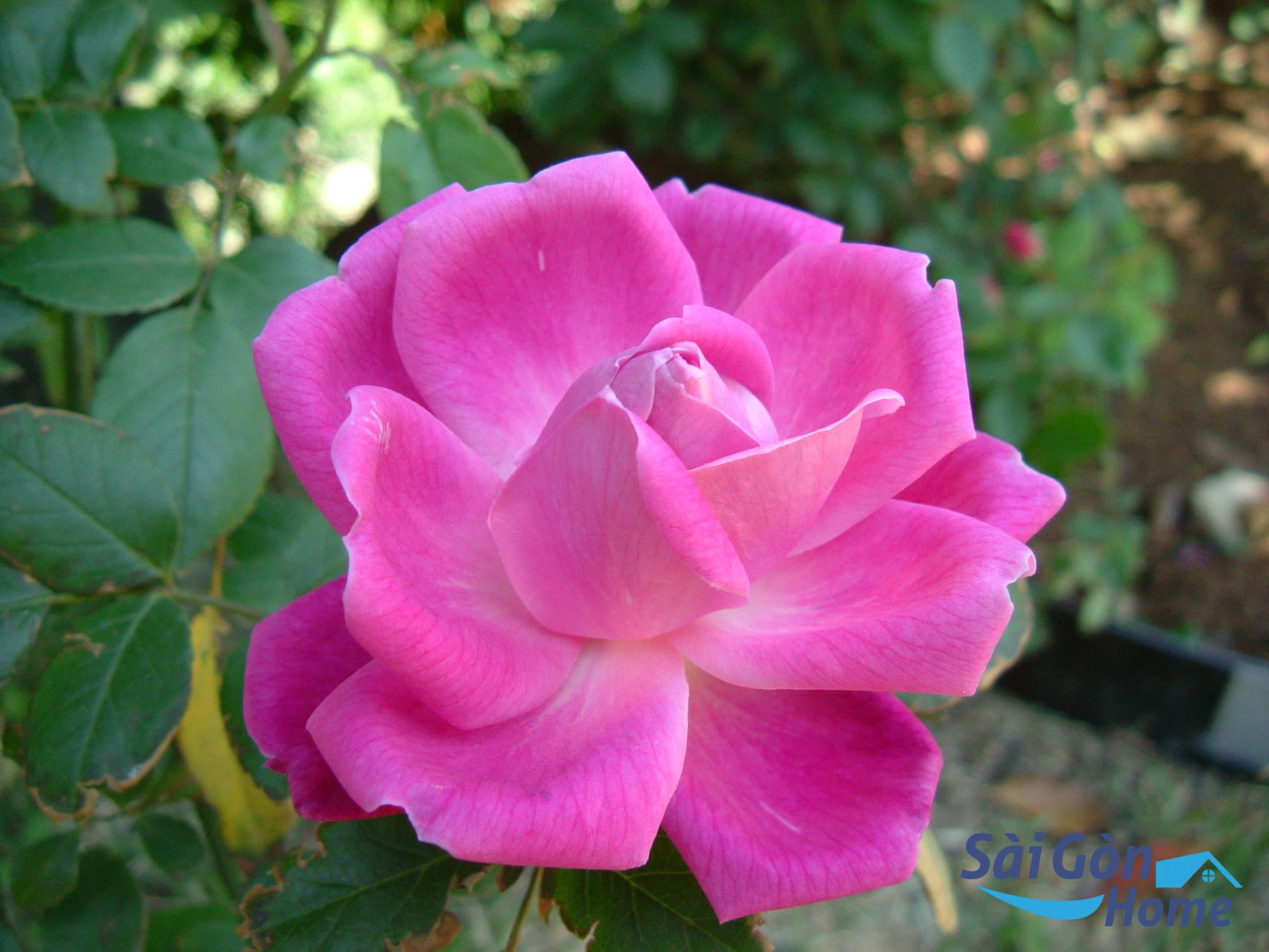 Hoa hồng là loài hoa phong thủy đẹp được nhiều người lựa chọn để trưng bày trong nhà