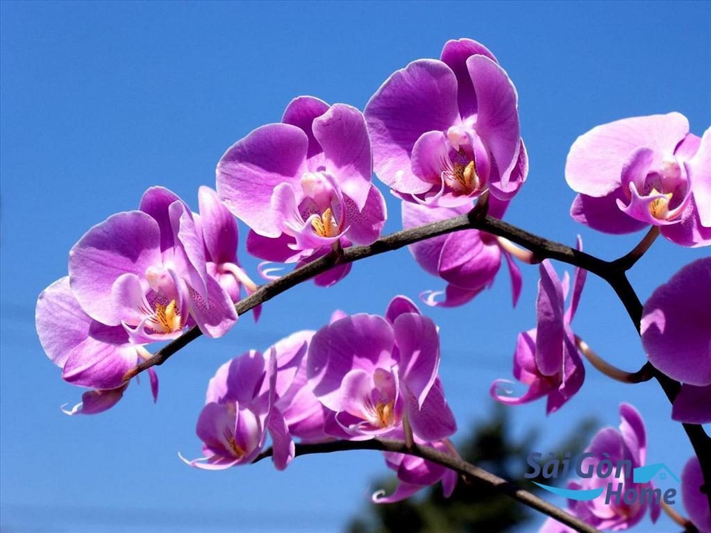 Hoa phong lan là loài hoa phong thủy đẹp được nhiều người ưa chuộng